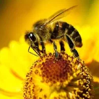 کیک گرده و خمیر شیرین زنبورداری