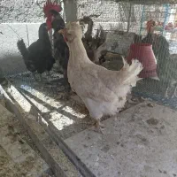 مرغ خروس
