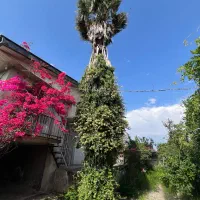 درخت پالم ۱۰متری برای فروش