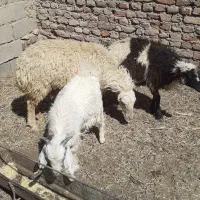 بره ماده سبک