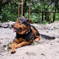 سگ میکس ژرمن رتوایلر