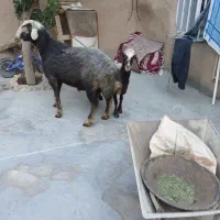 قوچ .میش.بز.گوسفند.بره