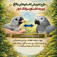 طرح تعویض کاسکو بالغ با جوجه کاسکو سرلاکی