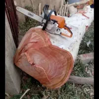 خریدار درخت انواع چوب