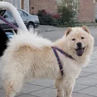 سگ چاو چاو