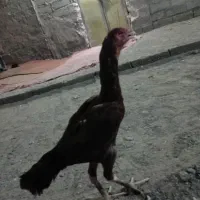 مرغ اصل لاری