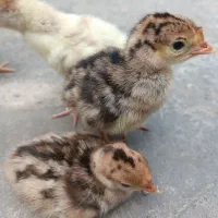 جوحه بقلمون برنز