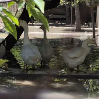 قوغاز