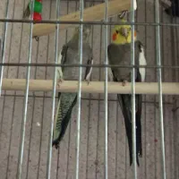 یک جفت عروس هلندی نر دستی