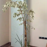 فیکوس بنجامین  ابلق