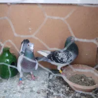 کفتر|پرنده|صفادشت, |دیوار