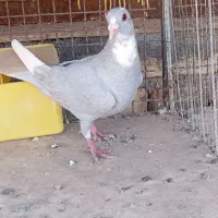 کبوتر|پرنده|نگار, |دیوار
