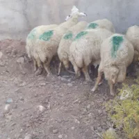 میش داشتی