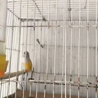 فنج گلدین زرد نر