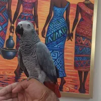 کاسکو ۲ ساله حلقه پا رام دستی باهوش درشت