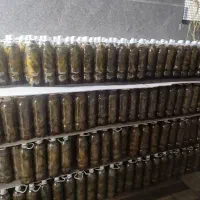 خیارشور شیروان