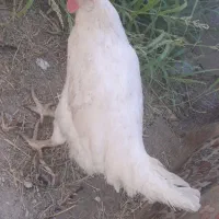 مرغ تخم گذار هفت ماهه