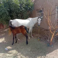 اسب و کره