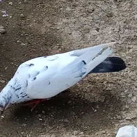 پرنده|پرنده|گوراب زرمیخ, |دیوار