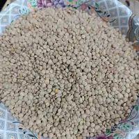 فروش عدس درجه یک تمیز