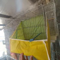 ماکت قفس