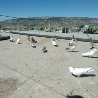 تهرانی|پرنده|ملکشاهی, |دیوار