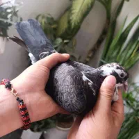 کفتر|پرنده|جلگه رخ, |دیوار