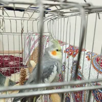 عروس هلندی سرحال