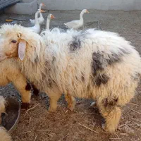 گوسفند نر