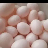 تخم کفتر تازه