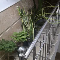 سیکاس و سانسوریا