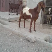 بزغاله نر وماده