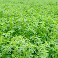 یونجه|عمده‌فروشی|آشخانه, |دیوار