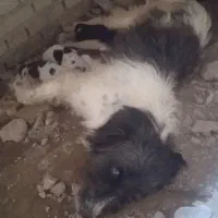سگ برجی|سگ|شوشتر, |دیوار