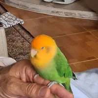 طوطی برزیلی گم شده است