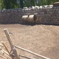 گوسفند استویر