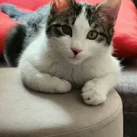 واگذاری گربه ۸ماهه با وسایل