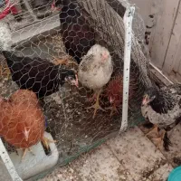 نیمچه مرغ خروس