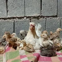 مرغ محلی با جوجه