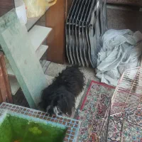 سگ پا کوتاه