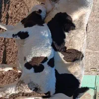گاوگوساله