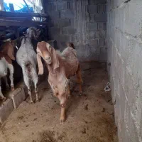 پازن|حیوانات مزرعه|شنبه و طسوج, |دیوار