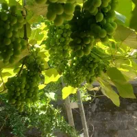 آب غوره تازه موجوده یک لیتری نیم