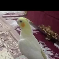 گمشده