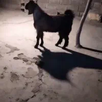 یک عدد کهره نرفقط معاوضه بابزنزدی