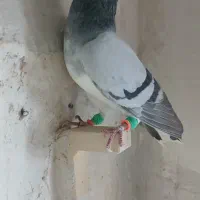 کفتر|پرنده|شیراز, آزادگان|دیوار