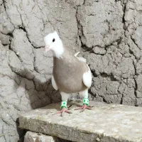 کلفه|پرنده|ارشق, |دیوار