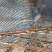 کبوتر