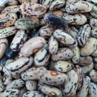 لوبیا (پاچه باقلا) محلی