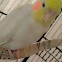 عروس هلندی گم‌شده